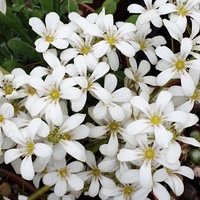 Saxifraga 'Matthew Ruane'